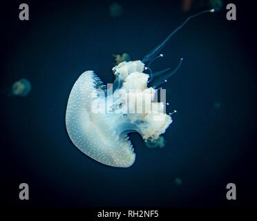 Medusa con puntini bianchi, bocca di radice medusa (Phyllorhiza punctata), uno sfondo scuro, il verificarsi del Pacifico, Vancouver Aquarium Foto Stock
