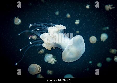 Medusa con puntini bianchi, bocca di radice medusa (Phyllorhiza punctata), uno sfondo scuro, il verificarsi del Pacifico, Vancouver Aquarium Foto Stock