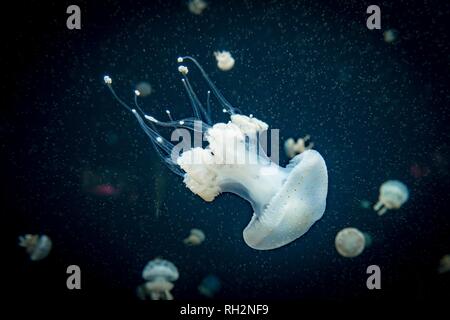 Medusa con puntini bianchi, bocca di radice medusa (Phyllorhiza punctata), uno sfondo scuro, il verificarsi del Pacifico, Vancouver Aquarium Foto Stock