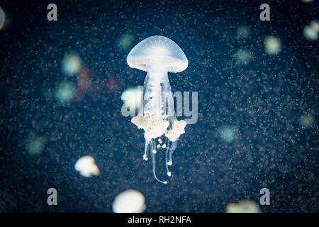 Medusa con puntini bianchi, bocca di radice medusa (Phyllorhiza punctata), uno sfondo scuro, il verificarsi del Pacifico, Vancouver Aquarium Foto Stock