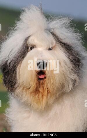 Bobtail, Old english Sheepdog, animale ritratto, Austria Foto Stock