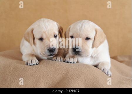 Il Labrador retriever giallo, cuccioli di 3 settimane, giacente su una coperta, Austria Foto Stock