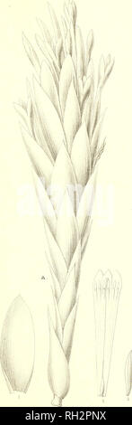 . Bromeliaceae andreanae : descrizione et Histoire des broméliacées récoltées dans la Colombie, l'Ecuador et le Venezuela. Bromeliaceae; Botanica. BROMELIACEE ANDREAN/E PL XIV. Em. Bruno, del. Si prega di notare che queste immagini vengono estratte dalla pagina sottoposta a scansione di immagini che possono essere state migliorate digitalmente per la leggibilità - Colorazione e aspetto di queste illustrazioni potrebbero non perfettamente assomigliano al lavoro originale. André, Edouard François, 1840-1911. Paris : Librairie Agricole Foto Stock