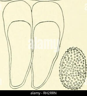 . Il British ruggine funghi (Uredinales) la loro biologia e classificazione. Ruggine funghi -- la Gran Bretagna. OOQ. Si prega di notare che queste immagini vengono estratte dalla pagina sottoposta a scansione di immagini che possono essere state migliorate digitalmente per la leggibilità - Colorazione e aspetto di queste illustrazioni potrebbero non perfettamente assomigliano al lavoro originale. Grove, W. B. (William Bywater), 1848-1938. Cambridge University Press Foto Stock