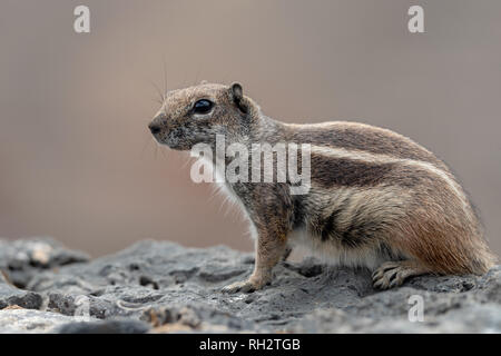 Barberia scoiattolo di terra, Fuerteventura, Isole Canarie Foto Stock