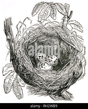Preso da 'La Storia Naturale di Selborne' dalla Rev Gilbert bianco, 1875 Edition Foto Stock