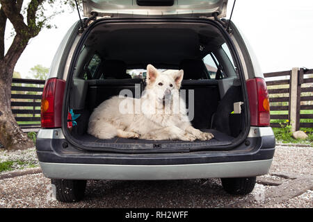 Grande Pastore Svizzero bianco in auto. Portando un cane in auto. Viaggiare con un cane. Baule auto e cane. Foto Stock