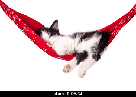 Poco bianco e nero gattino dorme su una amaca rosso. Piccolo gatto dorme dolcemente come un piccolo letto. Gatto pelo su uno sfondo bianco. Gatti riposo dopo ea Foto Stock