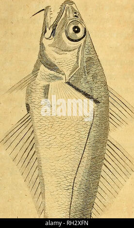 . British zoologia. Vertebrati; Zoologia. /&Gt; t ^ .-J. Si prega di notare che queste immagini vengono estratte dalla pagina sottoposta a scansione di immagini che possono essere state migliorate digitalmente per la leggibilità - Colorazione e aspetto di queste illustrazioni potrebbero non perfettamente assomigliano al lavoro originale. Pennant, Thomas, 1726-1798; Cornwallis, William, ex proprietario. DSI; Stejneger Leonhard, 1851-1943, ex proprietario. DSI. Londra : stampato per Beniamino bianco . .. Foto Stock