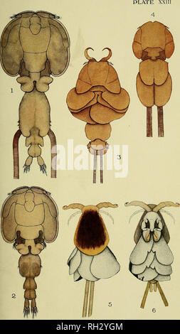 . Il Britannico Copepoda parassita. Copepoda; crostacei e pesci. . Si prega di notare che queste immagini vengono estratte dalla pagina sottoposta a scansione di immagini che possono essere state migliorate digitalmente per la leggibilità - Colorazione e aspetto di queste illustrazioni potrebbero non perfettamente assomigliano al lavoro originale. Scott, Thomas; Scott, Andrews. Londra, stampati per il raggio della società Foto Stock
