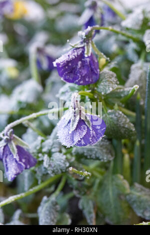 Viola Panola "Marina" fiori. Pansy fiori dopo un pesante di gelo. Foto Stock