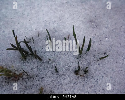 Erba verde fa capolino da sotto la neve di Mosca Foto Stock