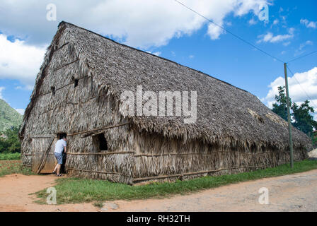 Fabbrica di sigari di Cuba. Capanno fatto di foglie di palma. La produzione manuale di sigari cubani. La coltivazione del tabacco in Vinales. Foto Stock