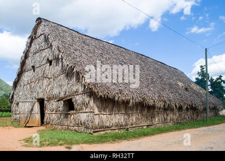 Fabbrica di sigari di Cuba. Capanno fatto di foglie di palma. La produzione manuale di sigari cubani. La coltivazione del tabacco in Vinales. Foto Stock