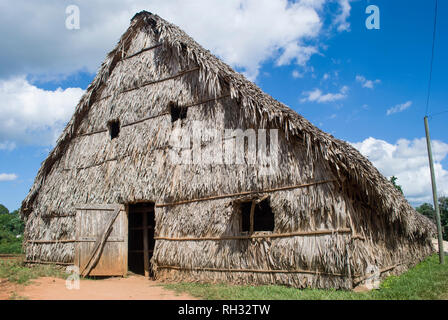 Fabbrica di sigari di Cuba. Capanno fatto di foglie di palma. La produzione manuale di sigari cubani. La coltivazione del tabacco in Vinales. Foto Stock