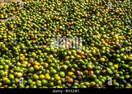 Raccolto di recente i chicchi di caffè. Colorata frutta fresca di un albero di caffè. Raccolta ed essiccazione del caffè. Foto Stock