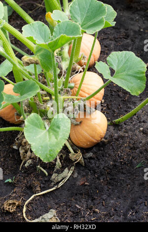 La Cucurbita maxima. Zucche invernali "Pepita d'Oro" frutti. Foto Stock