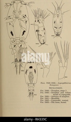 . British di acqua fresca Copepoda. --. Copepoda; Crostacei. CALIGINiE. 325. Si prega di notare che queste immagini vengono estratte dalla pagina sottoposta a scansione di immagini che possono essere state migliorate digitalmente per la leggibilità - Colorazione e aspetto di queste illustrazioni potrebbero non perfettamente assomigliano al lavoro originale. Gurney, Robert. Londra : Ray Society Foto Stock