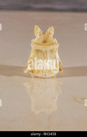 Vertebre che costituisce la spina dorsale di un essere umano Foto Stock