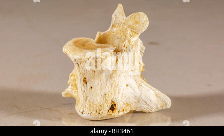 Vertebre che costituisce la colonna vertebrale umana Foto Stock