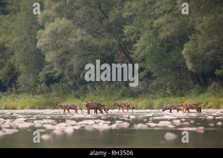 Wolf pack di sette Varcando il fiume nel deserto Foto Stock