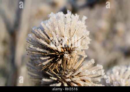 I cristalli di ghiaccio su un maggiore di bava di bardana Foto Stock