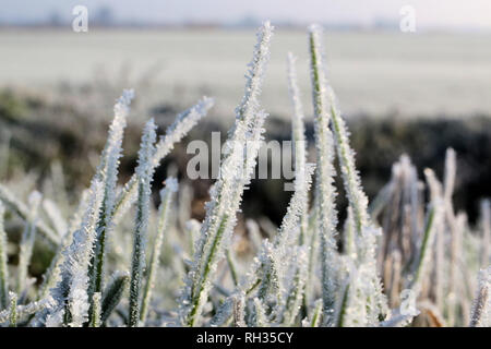 Erba del campo coperto di cristalli di brina Foto Stock