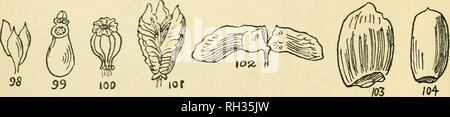 . British piante fiorite. Piante. I8 BRITISH piante fiorite altri casi, come nei piselli e fagioli (fig. 96) non vi è alcuna divisione. Il carpels del Pasony aperto longitudinalmente (fig. 97). Una capsula può aprire in diversi modi : (a) All'estremità, tramite valvole o denti (come in rosa) (fig. 98). tudinally lungo le linee delle capsule e sono chiamati schizocarps. A volte questi divisa in due parti come in il finocchio, o acero; quest'ultimo si divide in due semi alati (fig. 102), chiamati tasti (come il singolo semi alati della cenere-albero) o samaras. In altre piante i frutti divisa longitudinalmente i Foto Stock