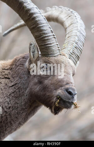 Bel ritratto di stambecchi, fotografia della fauna selvatica Foto Stock