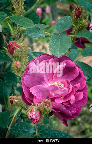 Rosa cv. Vecchio rosso Moss; Rosacee; shurb; Moss; fiore doppio Carmine-rosso. Altro nome rosa centifolia f. muscosa rubra . Foto Stock