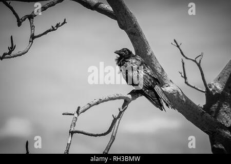 Raven nero in seduta Adansonia digitata alias Baobab senza fogli in bianco e nero Foto Stock