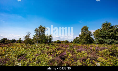 Heather sulla brughiera Foto Stock