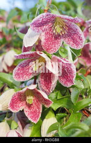 Clematis cirrhosa var. purpurascens 'lentiggini'. Fiori invernali di Clematis 'lentiggini', REGNO UNITO Foto Stock