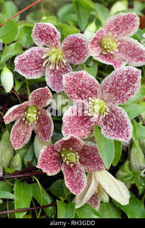 Clematis cirrhosa var. purpurascens 'lentiggini'. Fiori invernali di Clematis 'lentiggini', REGNO UNITO Foto Stock