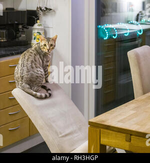 Maschio di gatto bengal gattino seduto rilassato sulla parte superiore della sedia di inclinazione dello schienale posteriore troppo lontano circa a ribaltarsi Foto Stock