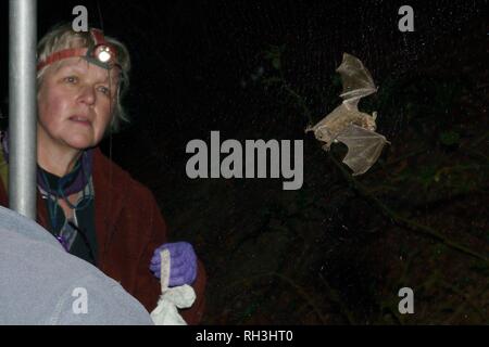 Natterer bat (Myotis nattereri) catturati in una nebbia net durante un autunno sondaggio, Box, Wiltshire, Regno Unito Foto Stock