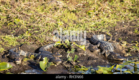 Gruppo di piccoli american alligatori crogiolarsi - Alligatore mississippiensis Foto Stock