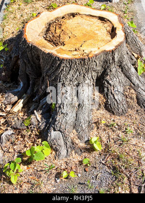 Dettaglio del ceppo di albero da recentemente tagliati ad albero. Albero di tiglio è stato tagliato perché malati e minacciava di crollare Foto Stock