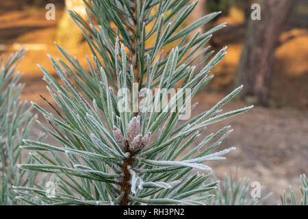 Frost White su aghi di pino nel giorno d'inverno. Foto Stock