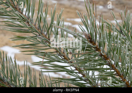 Frost White su aghi di pino nel giorno d'inverno. Foto Stock