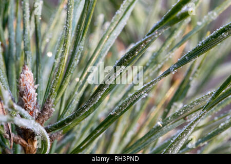 Frost White su aghi di pino nel giorno d'inverno. Foto Stock