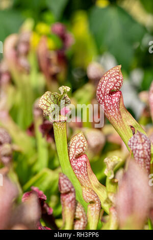 Carnivori di piante acquatiche che crescono in stagno Foto Stock