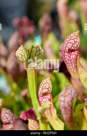 Carnivori di piante acquatiche che crescono in stagno Foto Stock