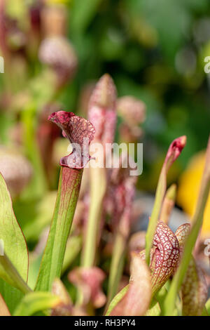 Carnivori di piante acquatiche che crescono in stagno Foto Stock