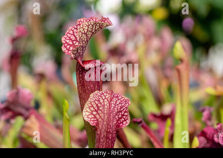 Carnivori di piante acquatiche che crescono in stagno Foto Stock