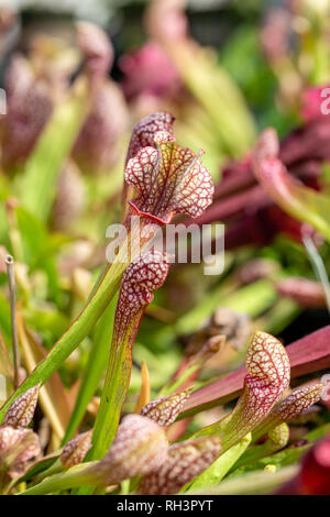 Carnivori di piante acquatiche che crescono in stagno Foto Stock