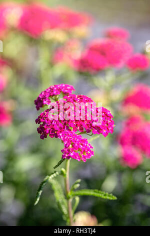 Yarrow " Red Velvet' in fiore Foto Stock