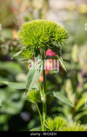 Palla verde Dianthus Foto Stock