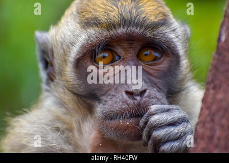 Malinconici scimmia mi guarda attentamente in Mauritius Foto Stock