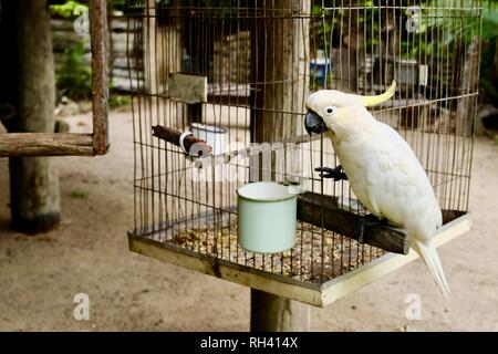 Ritratto di zolfo crested cacatua Cacatua galerita, Finch Hatton, Queensland 4756, Australia Foto Stock